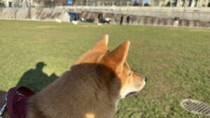 PlayDogs run