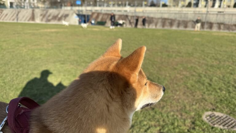 Conseils d&rsquo;un Futur éducateur canin