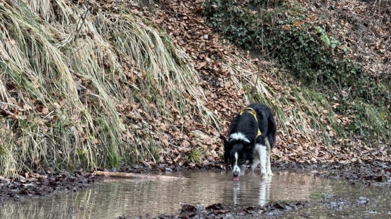 Balades organisées sur Lausanne avec Playdogs
