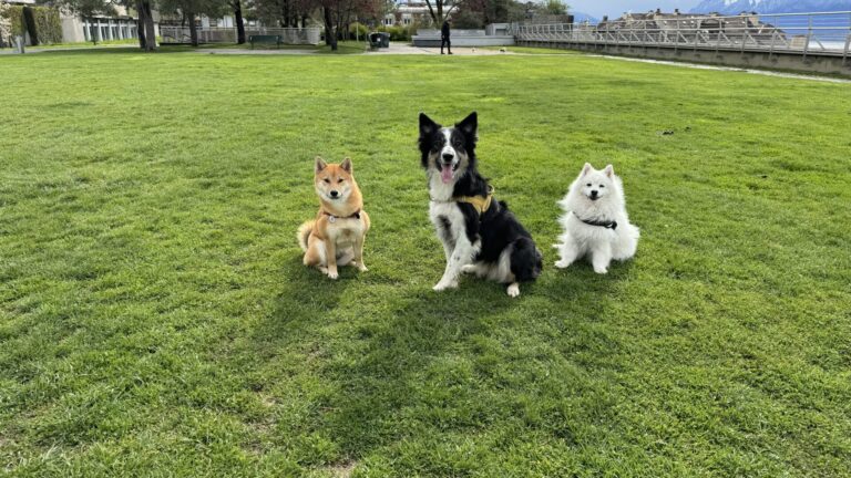 Garde chien Lausanne