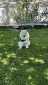 Dogsitter à Lausanne
