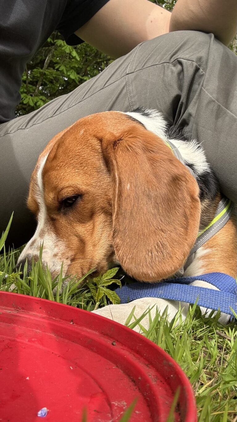 Dogsitter à Lausanne