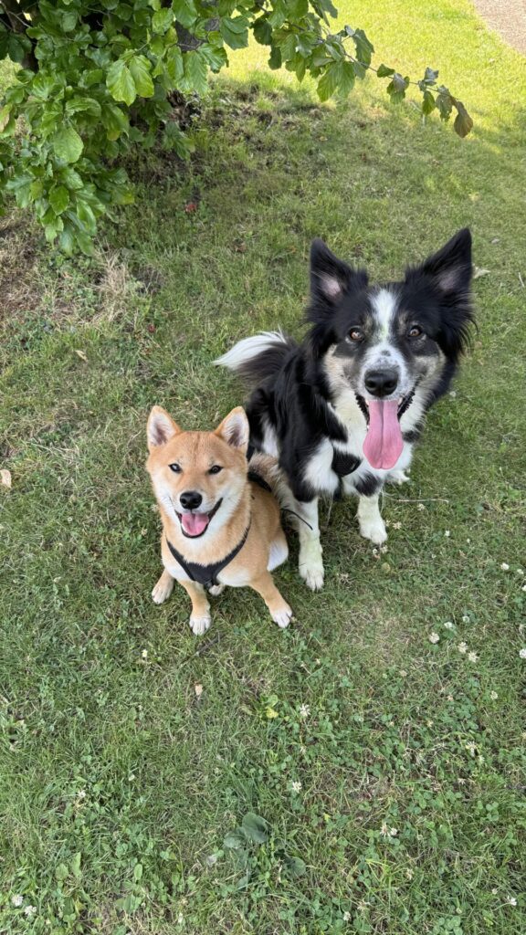 Image décorative - Shiba Inu et Border Collie regardant l'objectif