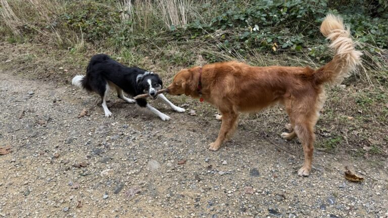 Ton examen pratique MEC à Lausanne : comment le vivre sereinement ?