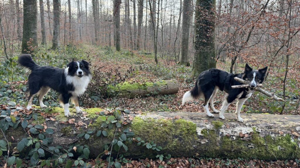 Border Collie en balade avec AmarokSpirit