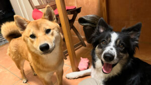code couleurs chiens