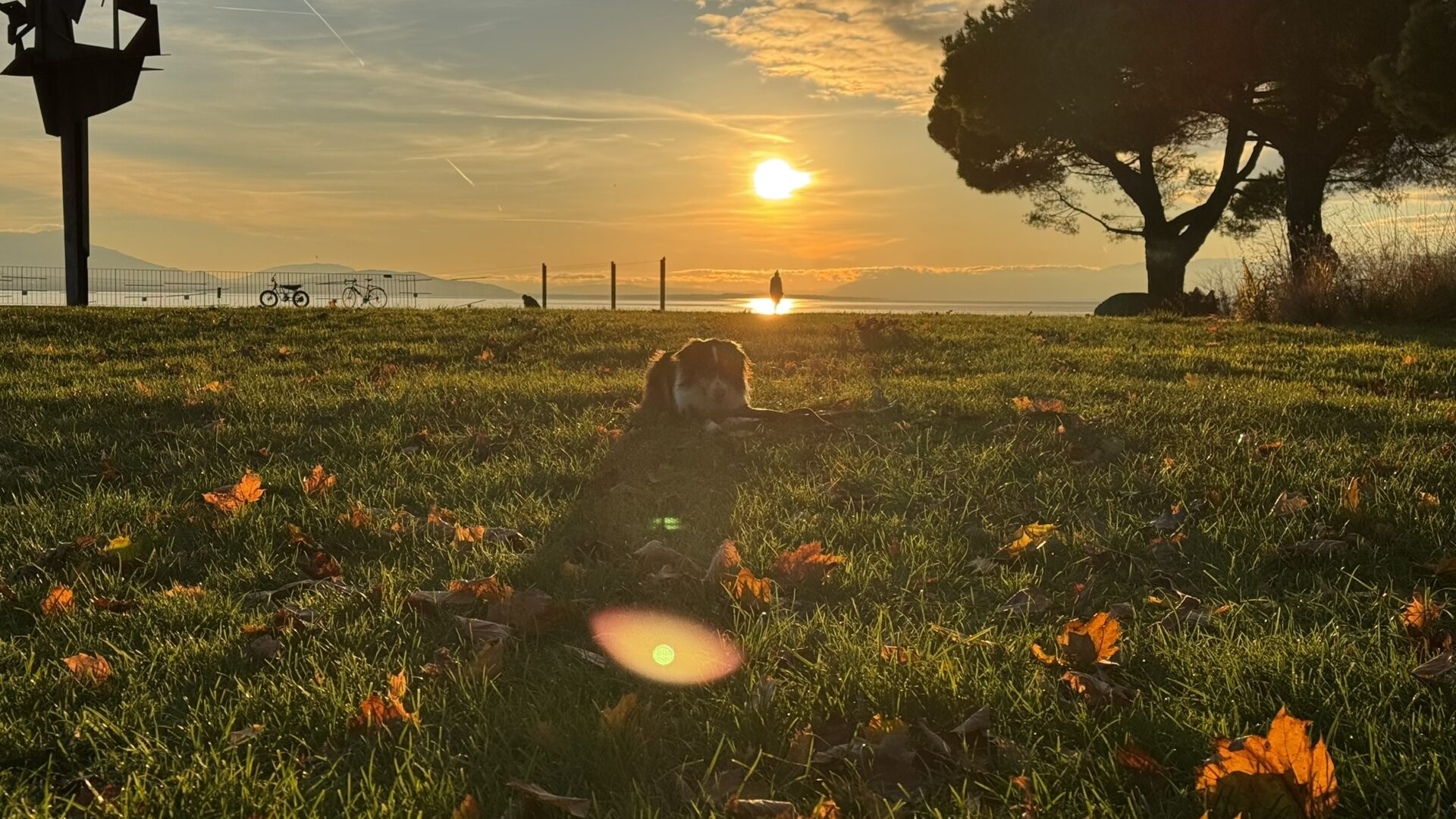 Berger Australien durant un cours d'éducation canine avec l'école canine AmarokSirit