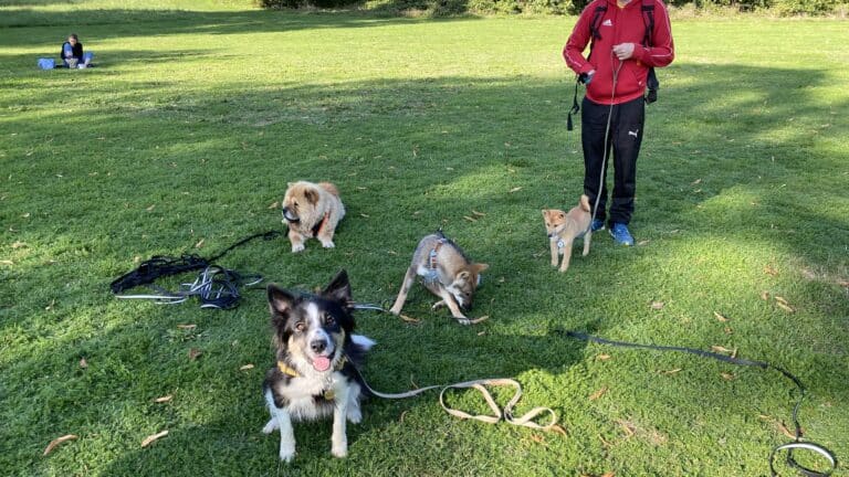 L&rsquo;importance des cours chiots