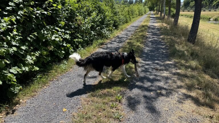 Explorer la nature avec son chien : mes coups de cœur autour de Lausanne