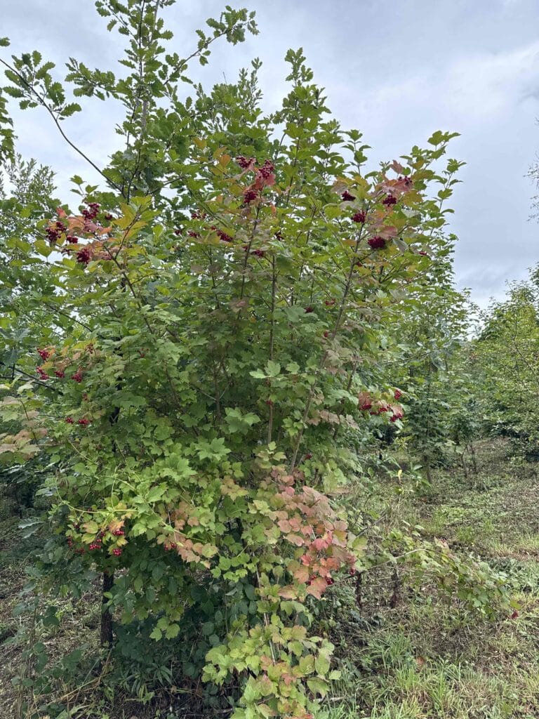 Arbuste avec baies rouges dans la nature