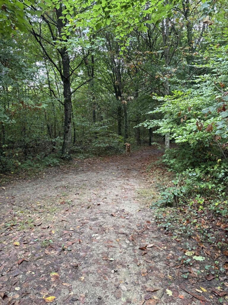 Sentier forestier recouvert de feuilles mortes.