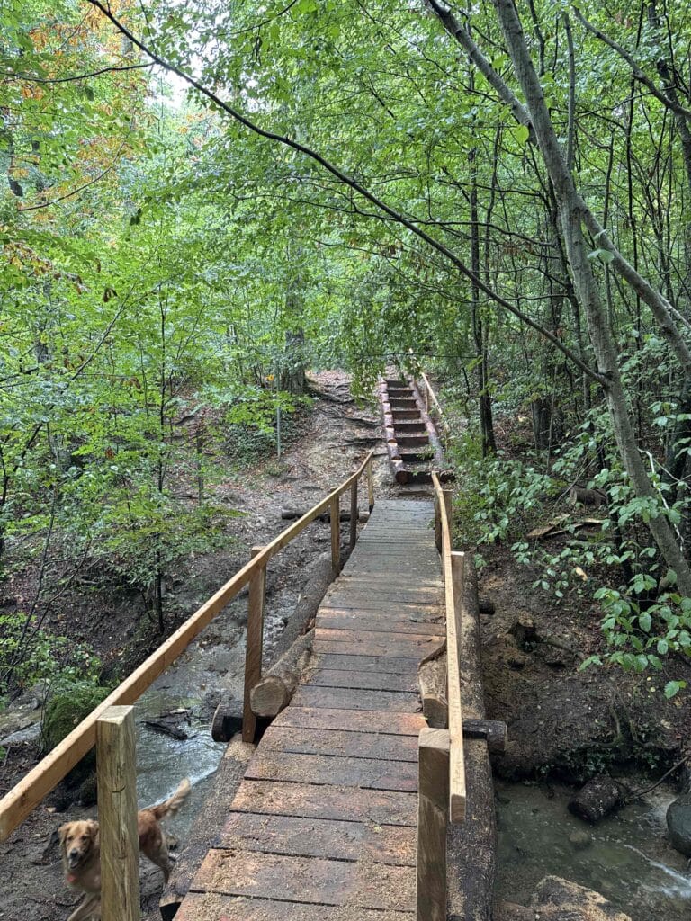 Pont en bois dans une forêt verdoyante.