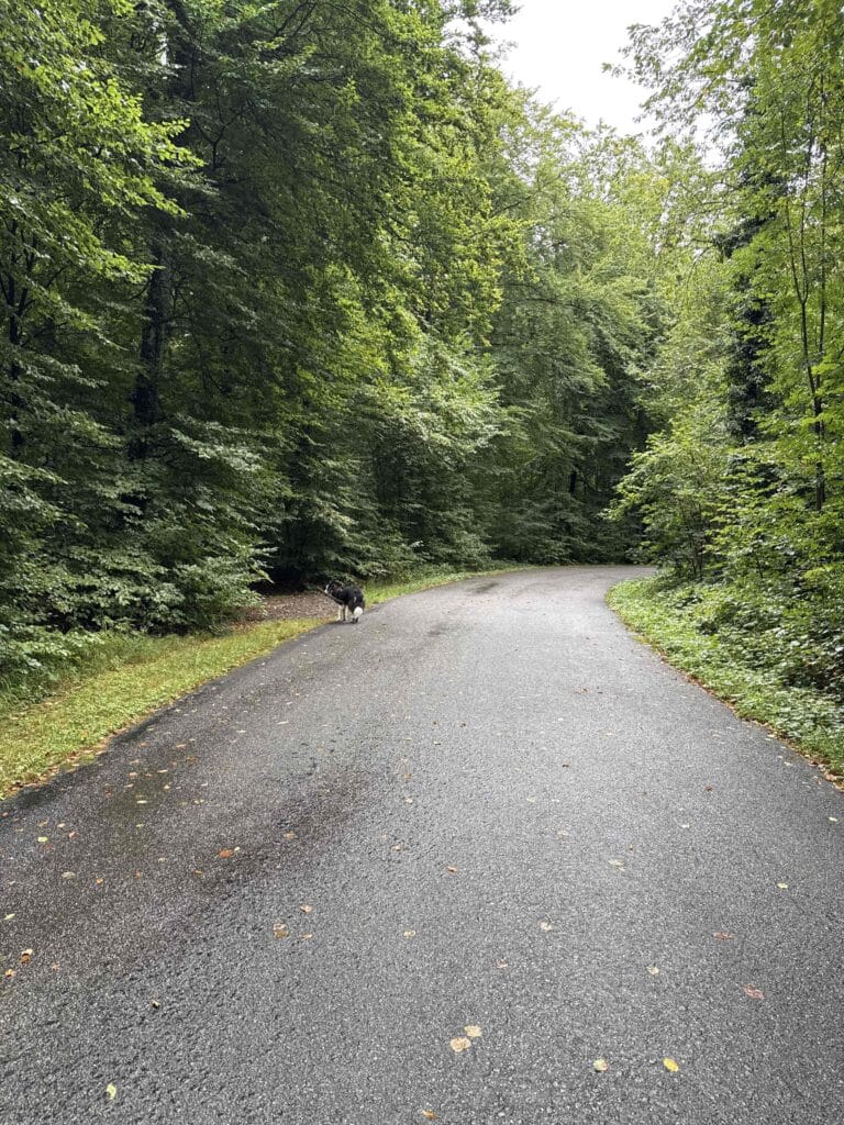 Route forestière avec chien sur le côté