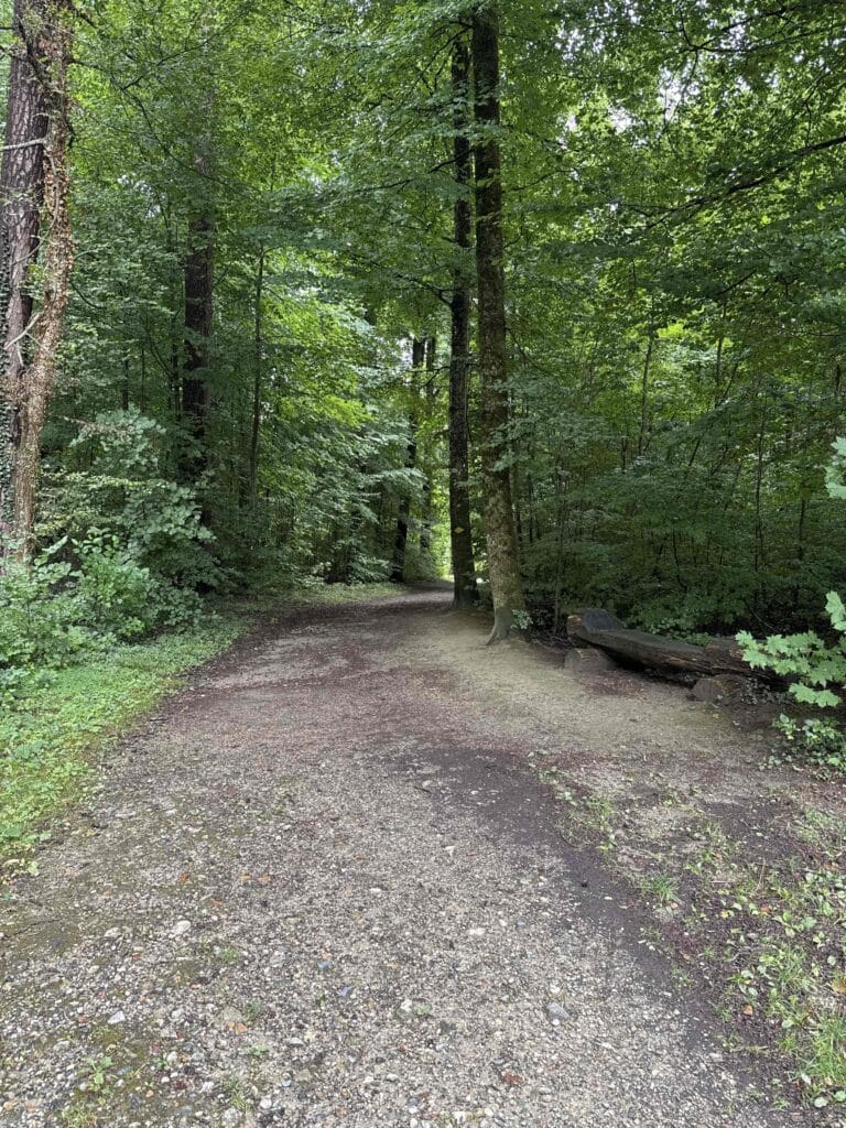 Sentier forestier verdoyant en été
