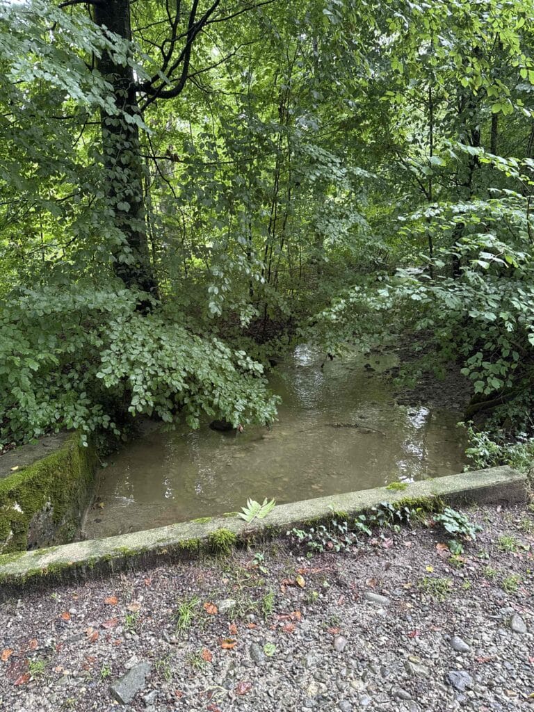 Petit ruisseau entouré de verdure dense.