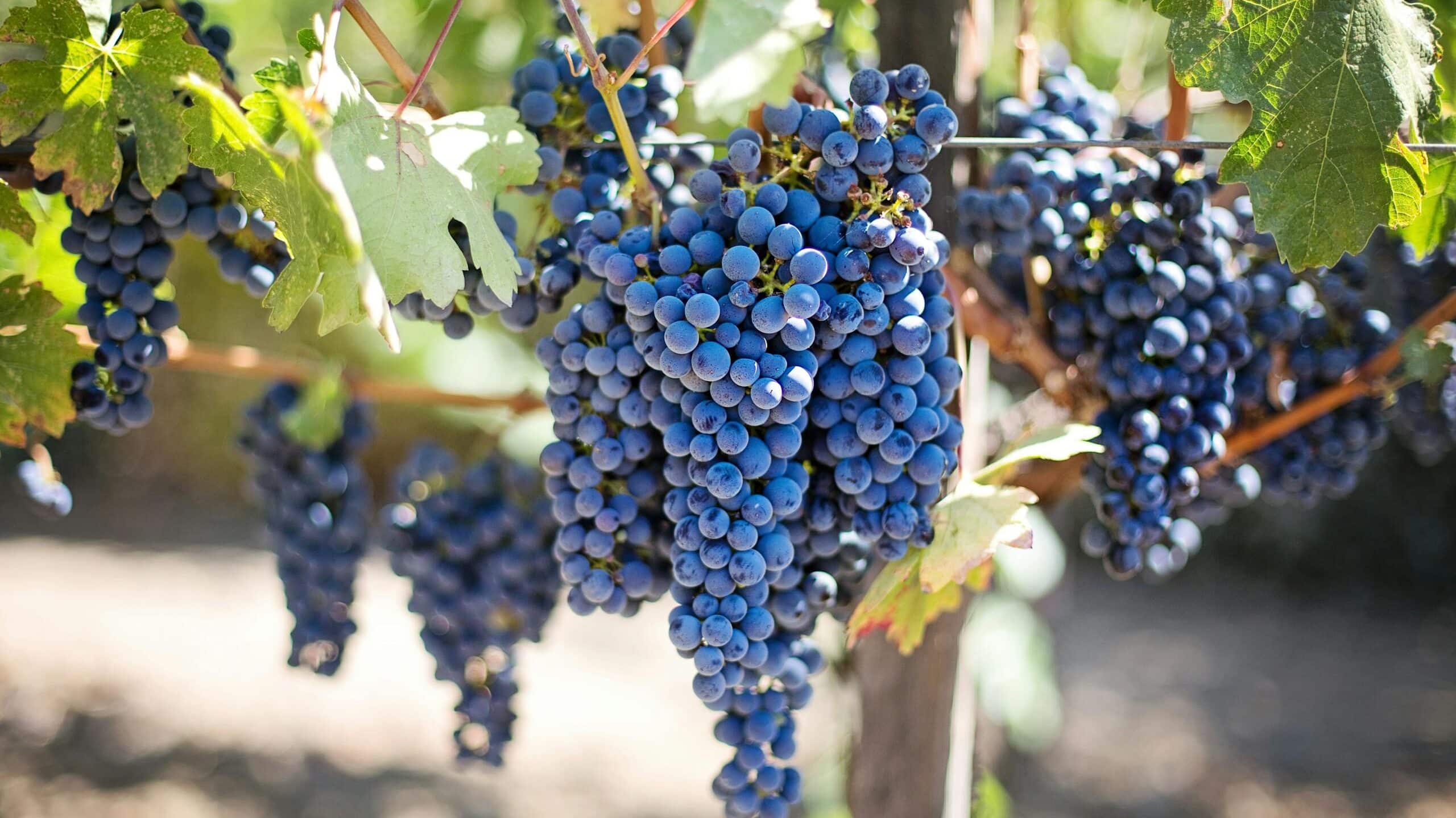 Close-up of fresh purple grapes in a sunlit vineyard, perfect for wine-making.