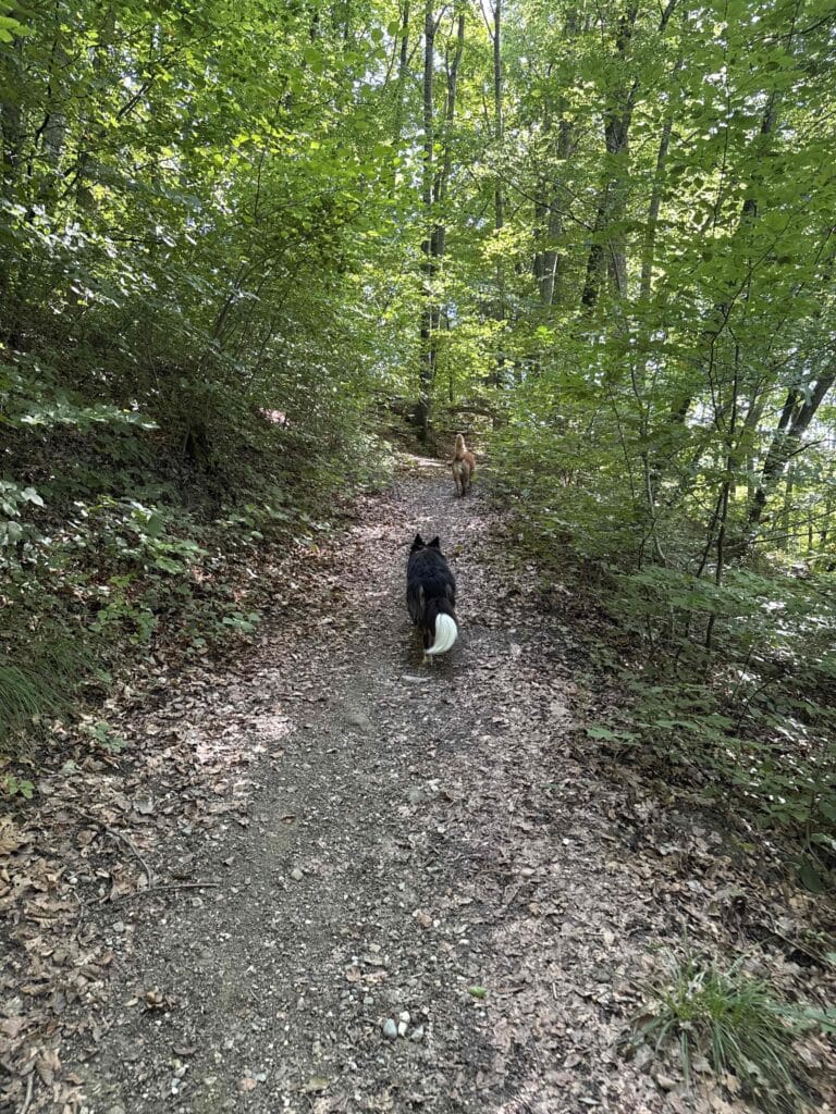 Deux chiens marchent sur un sentier forestier.
