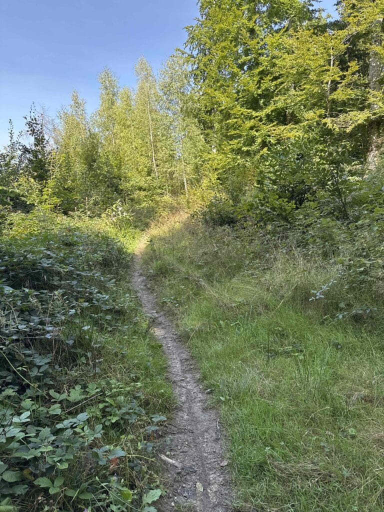 Sentier forestier verdoyant sous ciel clair