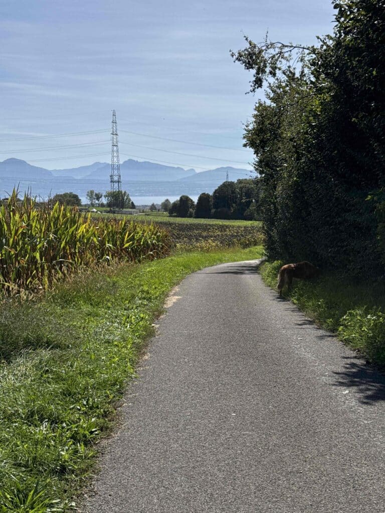 Chemin entre champs sous un ciel clair.
