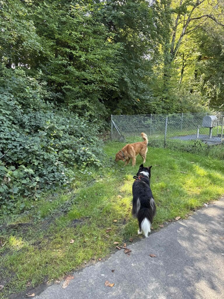 Deux chiens explorent près de buissons.