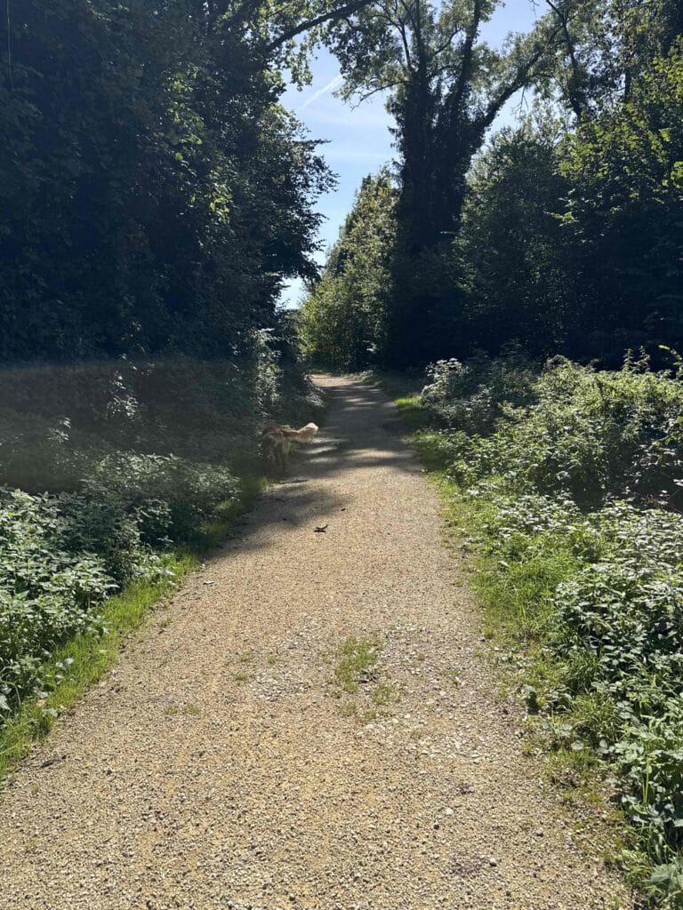 Chemin ombragé dans une forêt verdoyante.