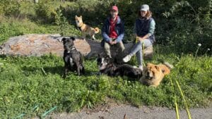Balades,Playdogs