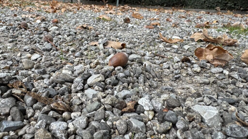 Galet avec une pomme de pin sur sol gravier.