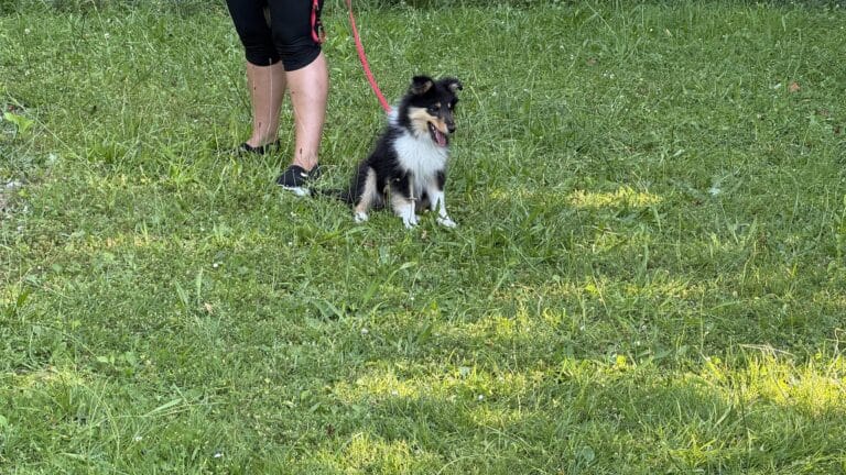 Petit chien assis dans l'herbe avec laisse rouge.