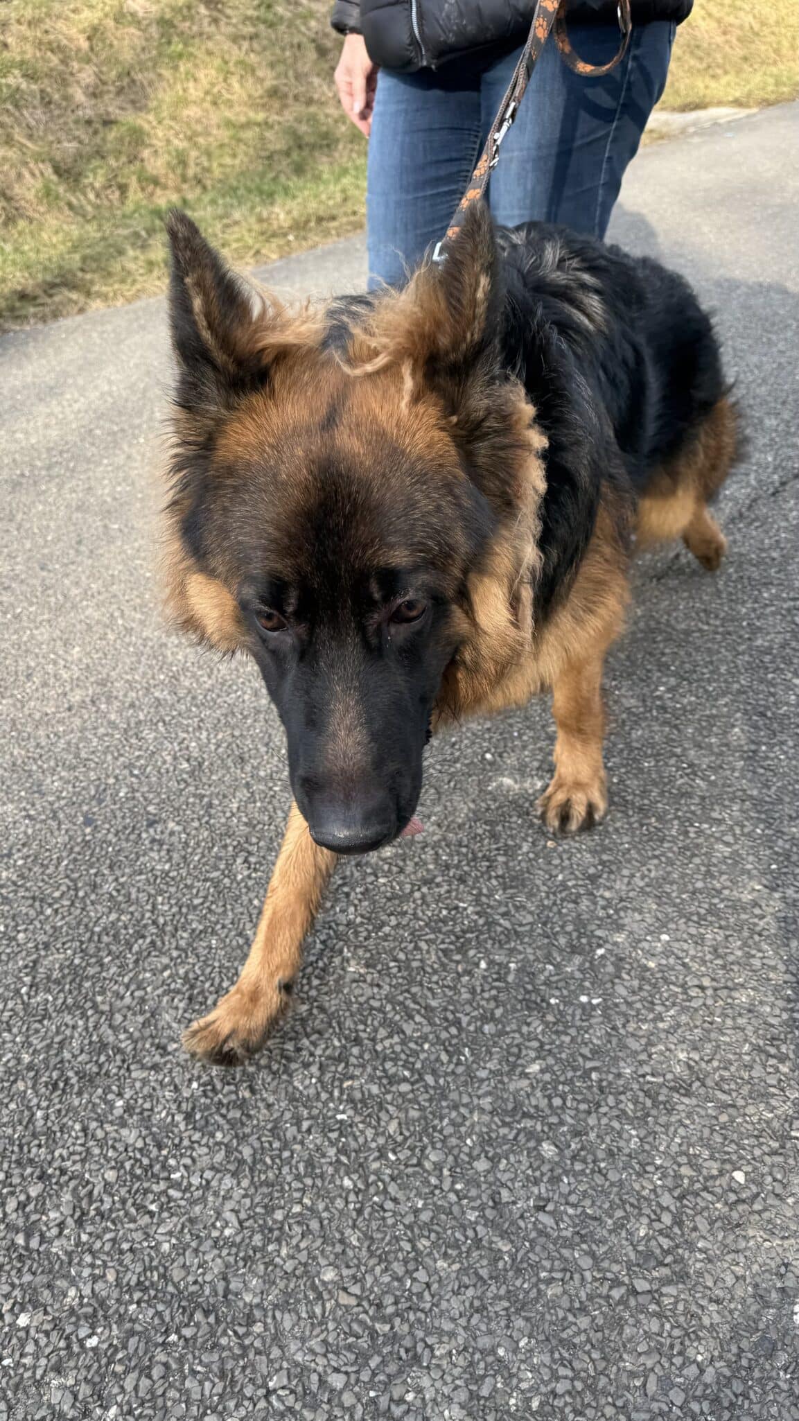 Chien marron et noir en laisse marchant dehors.
