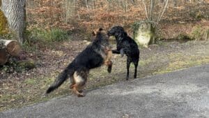 Deux chiens jouent dans la forêt