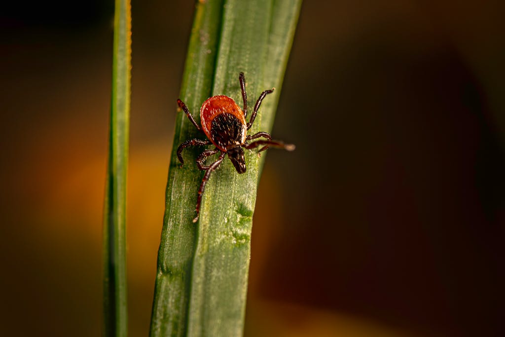 Close-up of a castor bean tick (Ixodes ricinus) on a blade of grass.