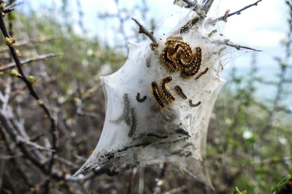 caterpillar, nest, dream nest, nature, cocooned, pine processionary moth, crazy, tree, motte
