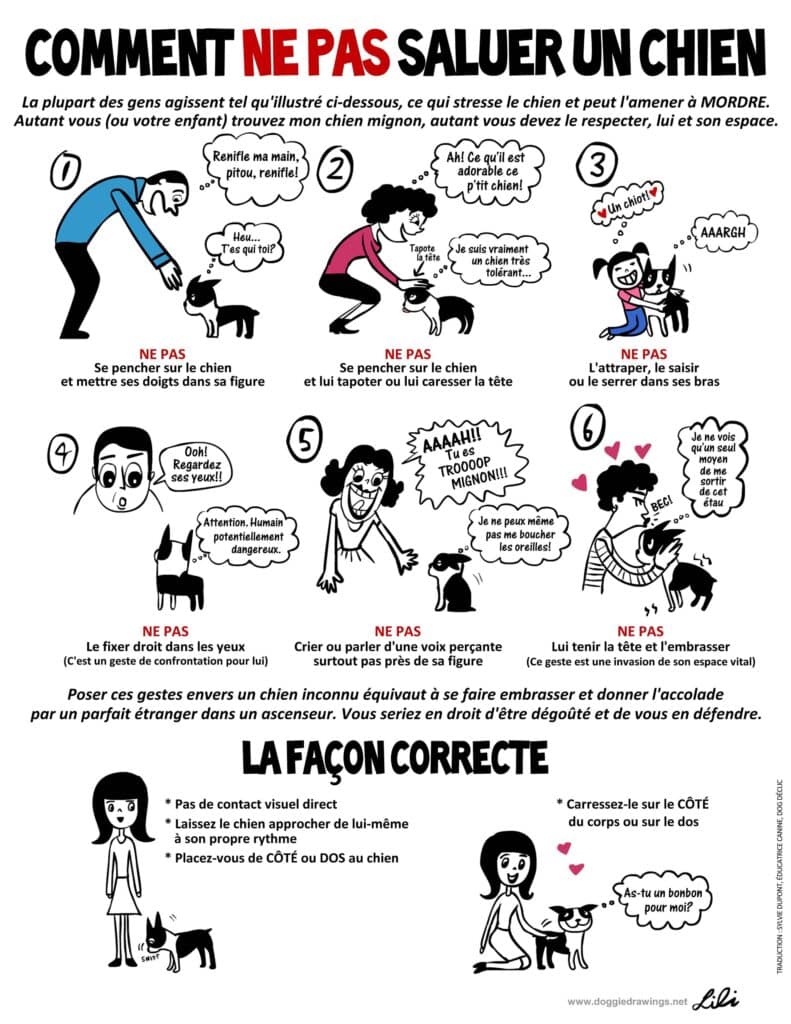Conseils pour saluer un chien correctement.