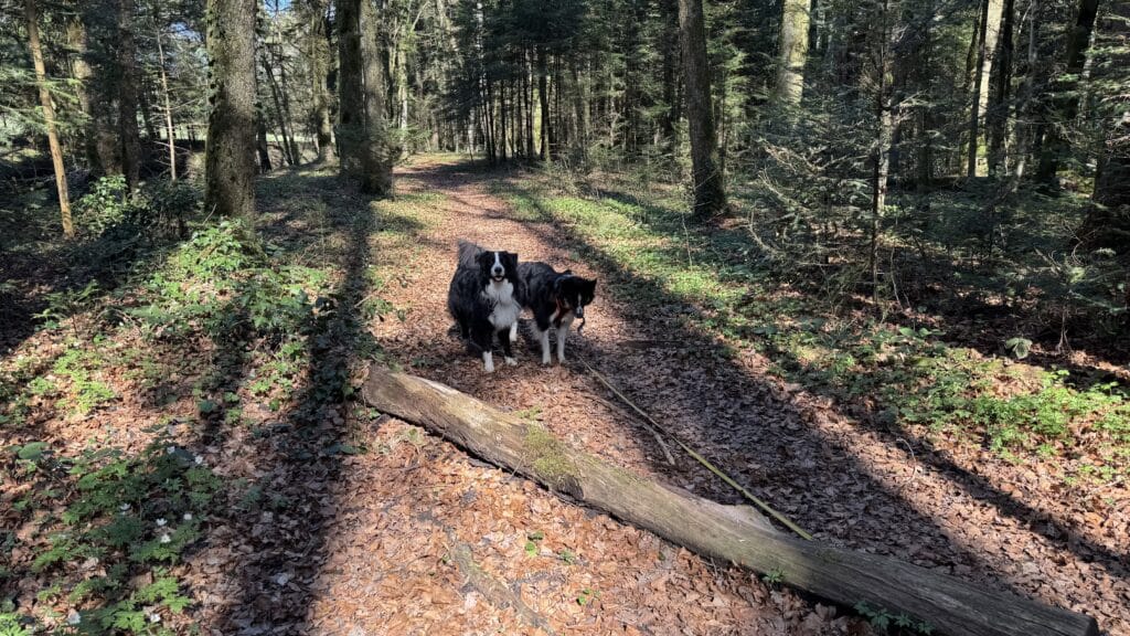 Chiens marchant dans une forêt sur sentier ombragé