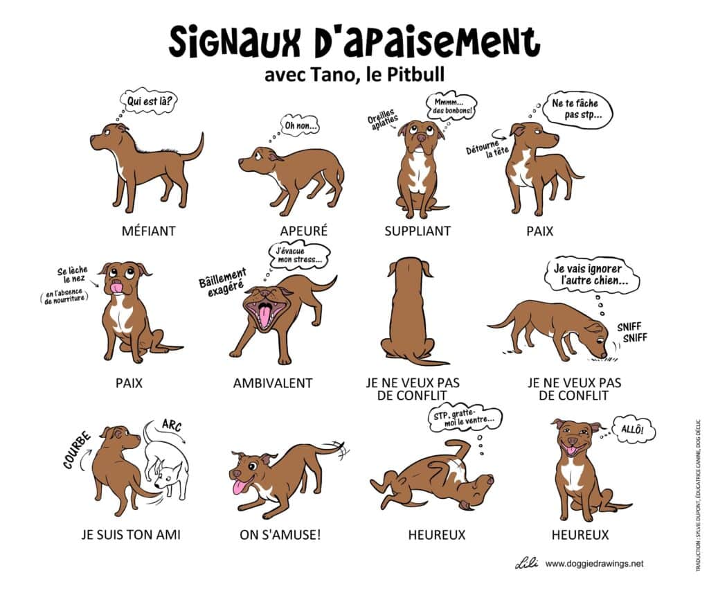 Signaux d'apaisement chez le pitbull illustrés