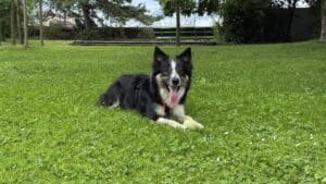 Chien noir et blanc allongé dans l’herbe