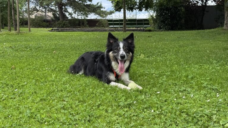 Chien noir et blanc allongé dans l’herbe