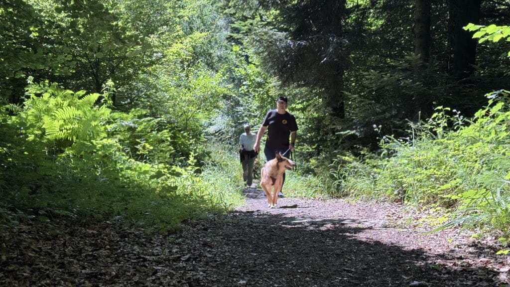 Promenade avec chien sur sentier forestier ensoleillé