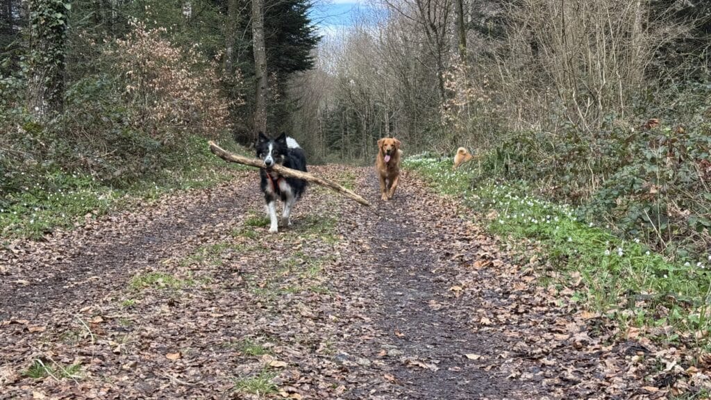 Chiens courant en forêt avec un bâton