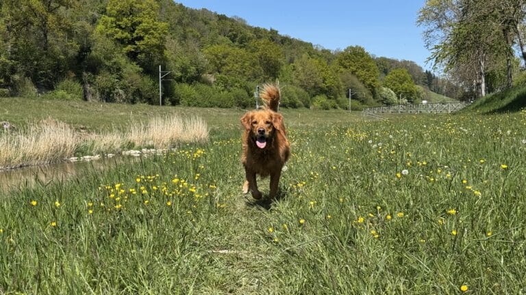 Chien golden retriever courant dans un champ fleuri