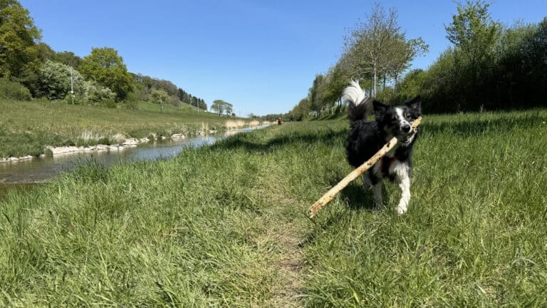 Chien noir et blanc courant avec bâton