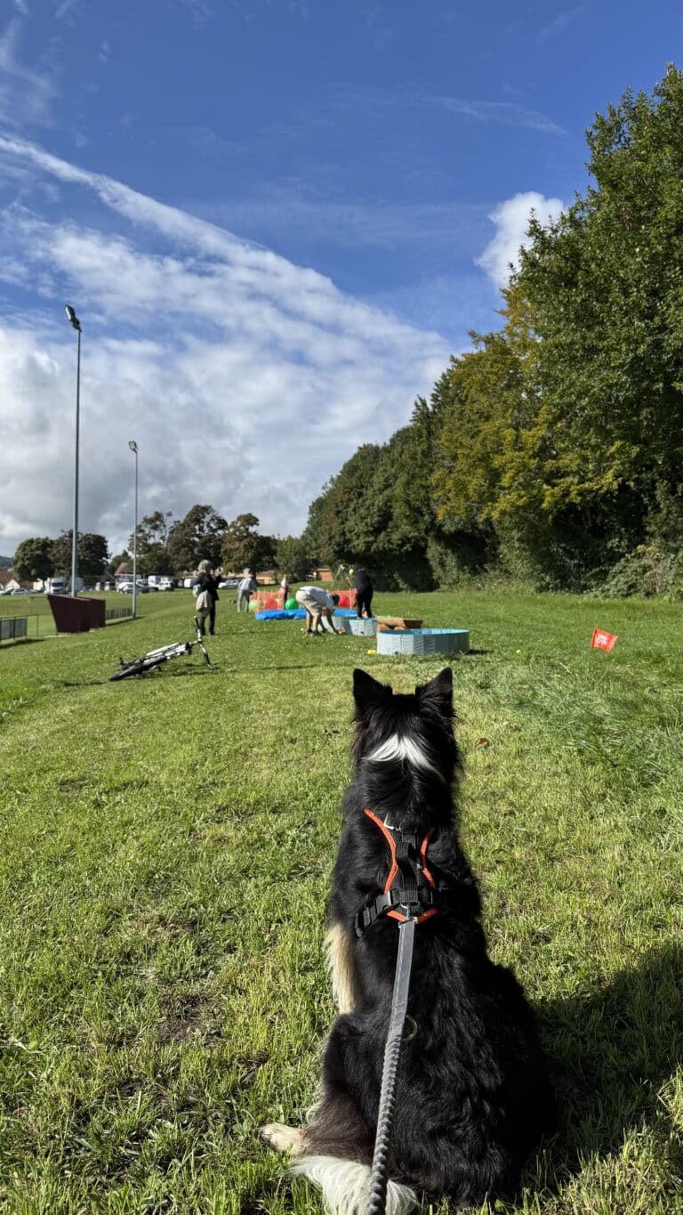 Chien assis regardant activité dans un parc