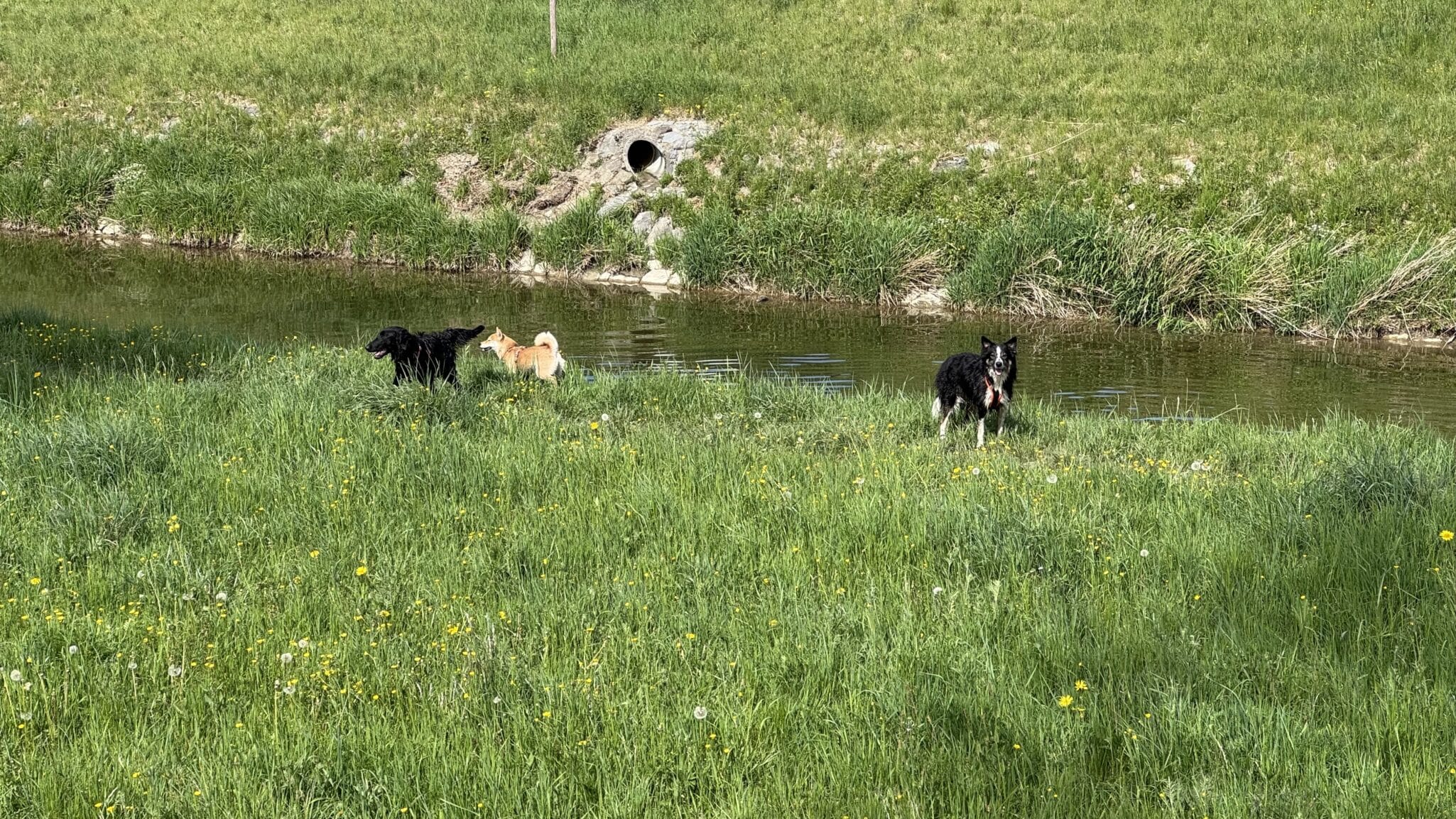 Trois chiens près d’un ruisseau en prairie