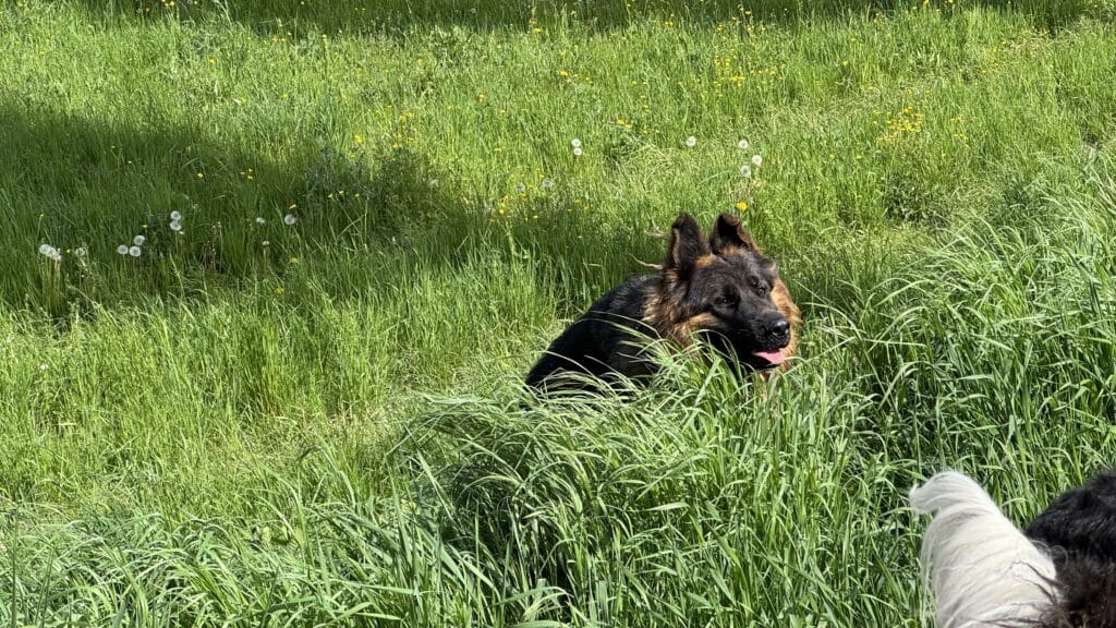 Berger allemand dans herbe haute au soleil