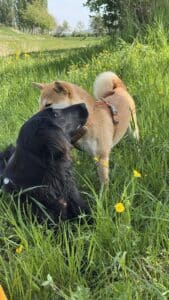 Deux chiens se câlinant dans l’herbe fleurie