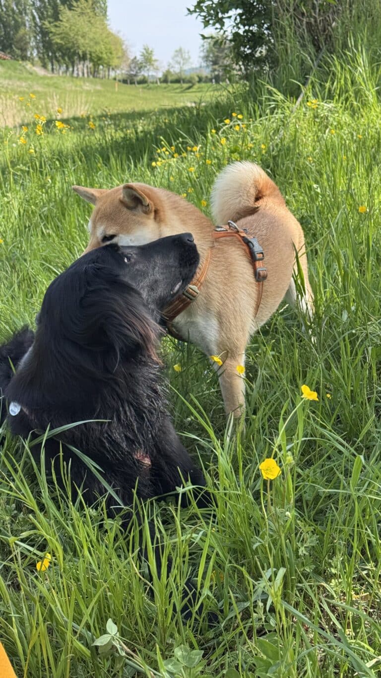 Deux chiens se câlinant dans l’herbe fleurie
