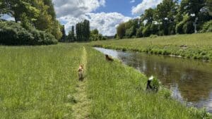 Trois chiens près d’une rivière en campagne