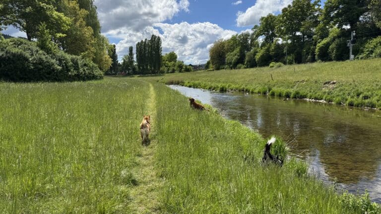 Trois chiens près d’une rivière en campagne