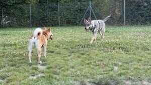 Deux chiens jouent dans un parc clôturé