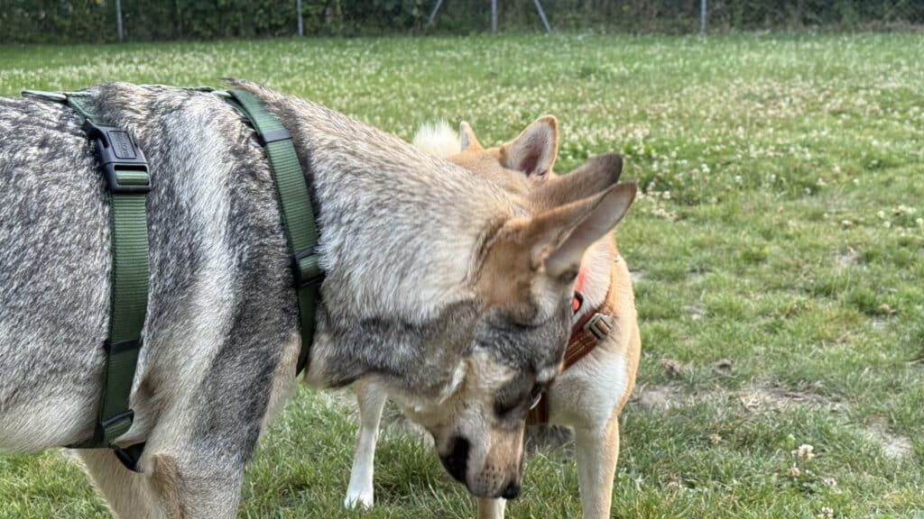 Deux chiens communiquant lors d'exercices au parc canin avec l'école canine AmarokSpirit